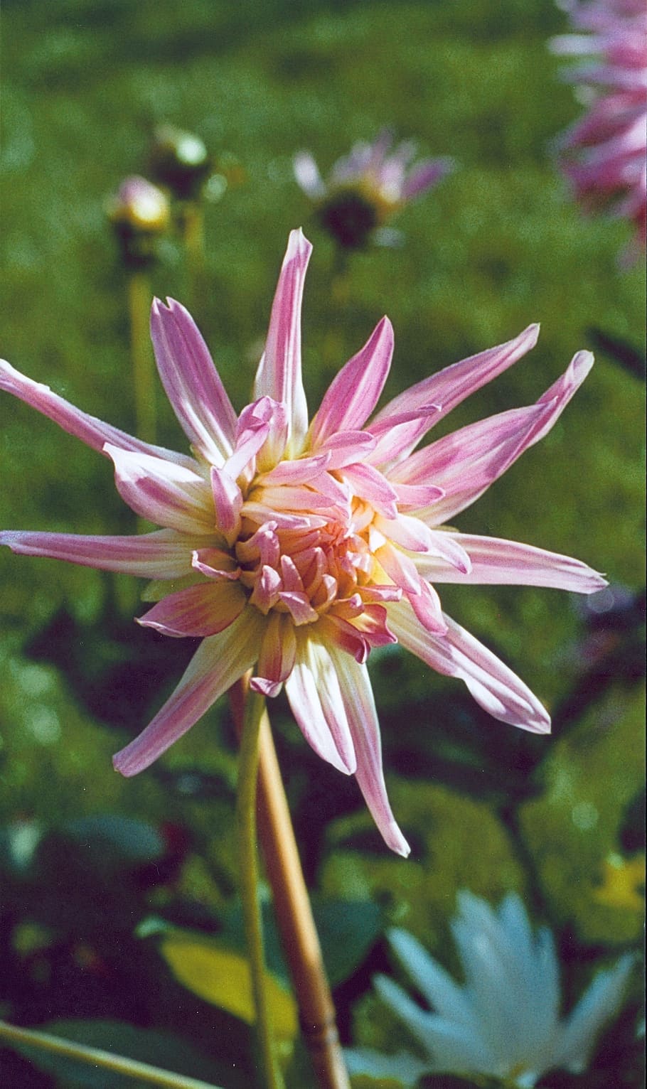dahlia, pink, summer, distinctive, nature, plant, flower, petal HD wallpaper