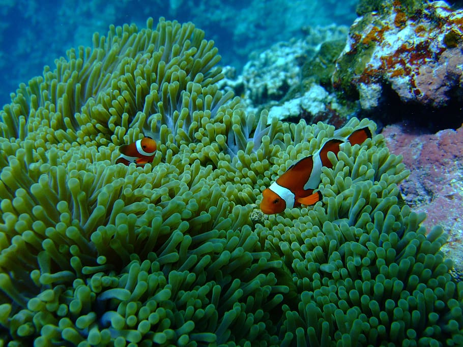 clown fish in body of water, sea, diving, nemo, underwater, anemonefish