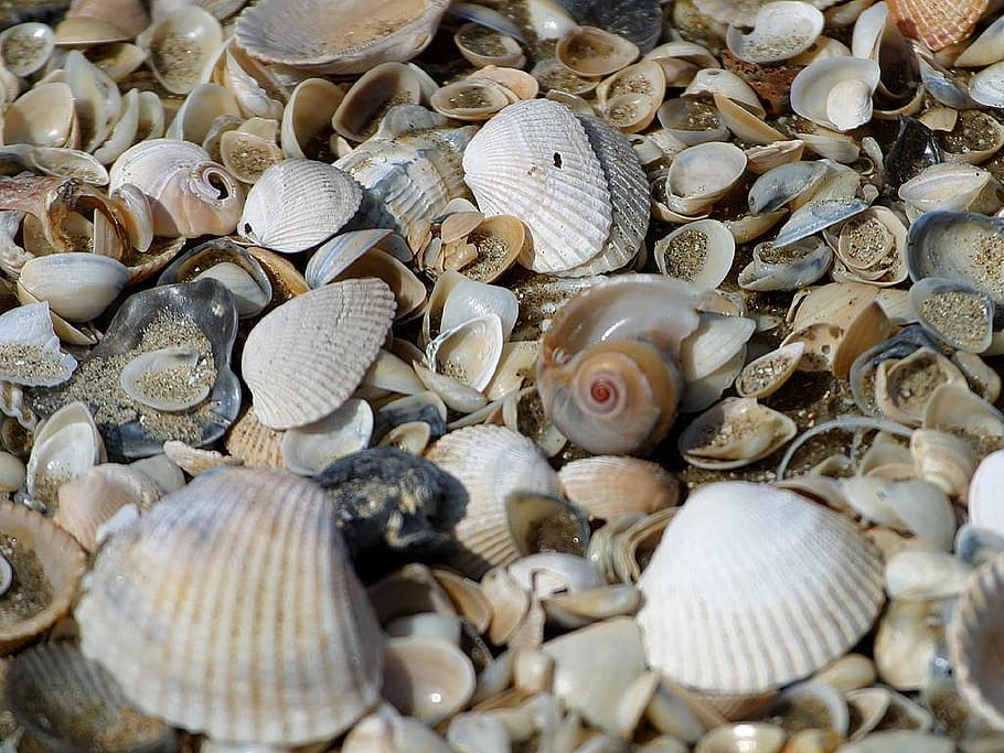 HD wallpaper: mussels, mussel shells, pieces, splitter, beach, old ...