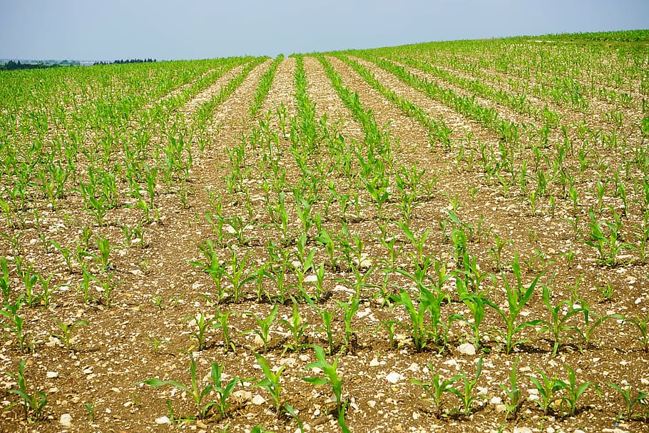 cornfield, arable, young plants, frisch, agriculture, crops