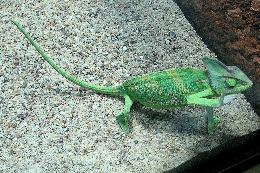 chameleon, close up, exotic, green, lizard, chamaeleo calyptratus HD wallpaper