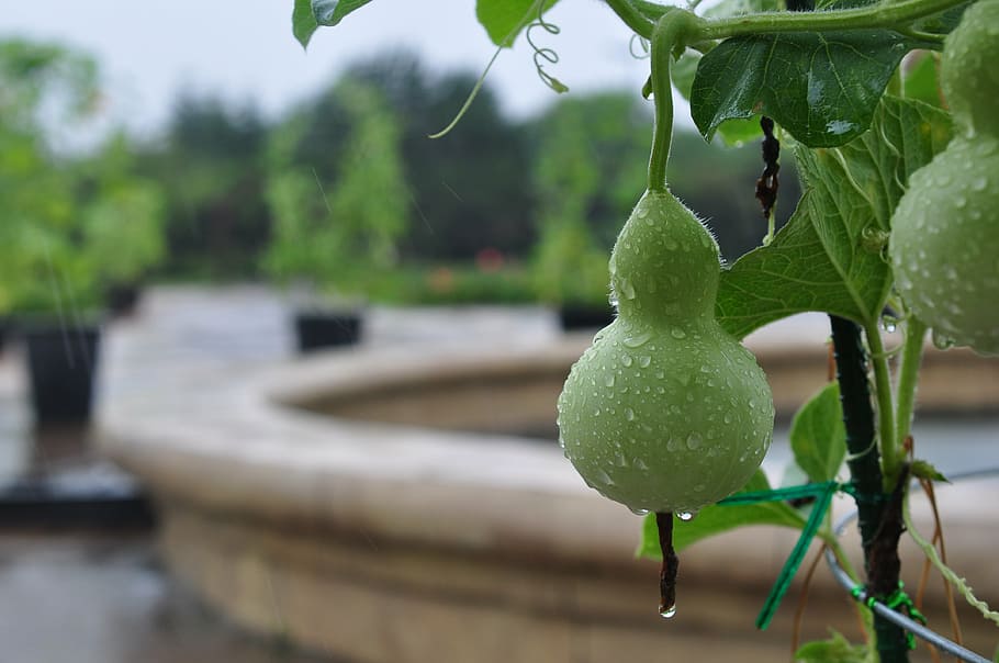 gourd, green, han river, trickle, plant, focus on foreground HD wallpaper