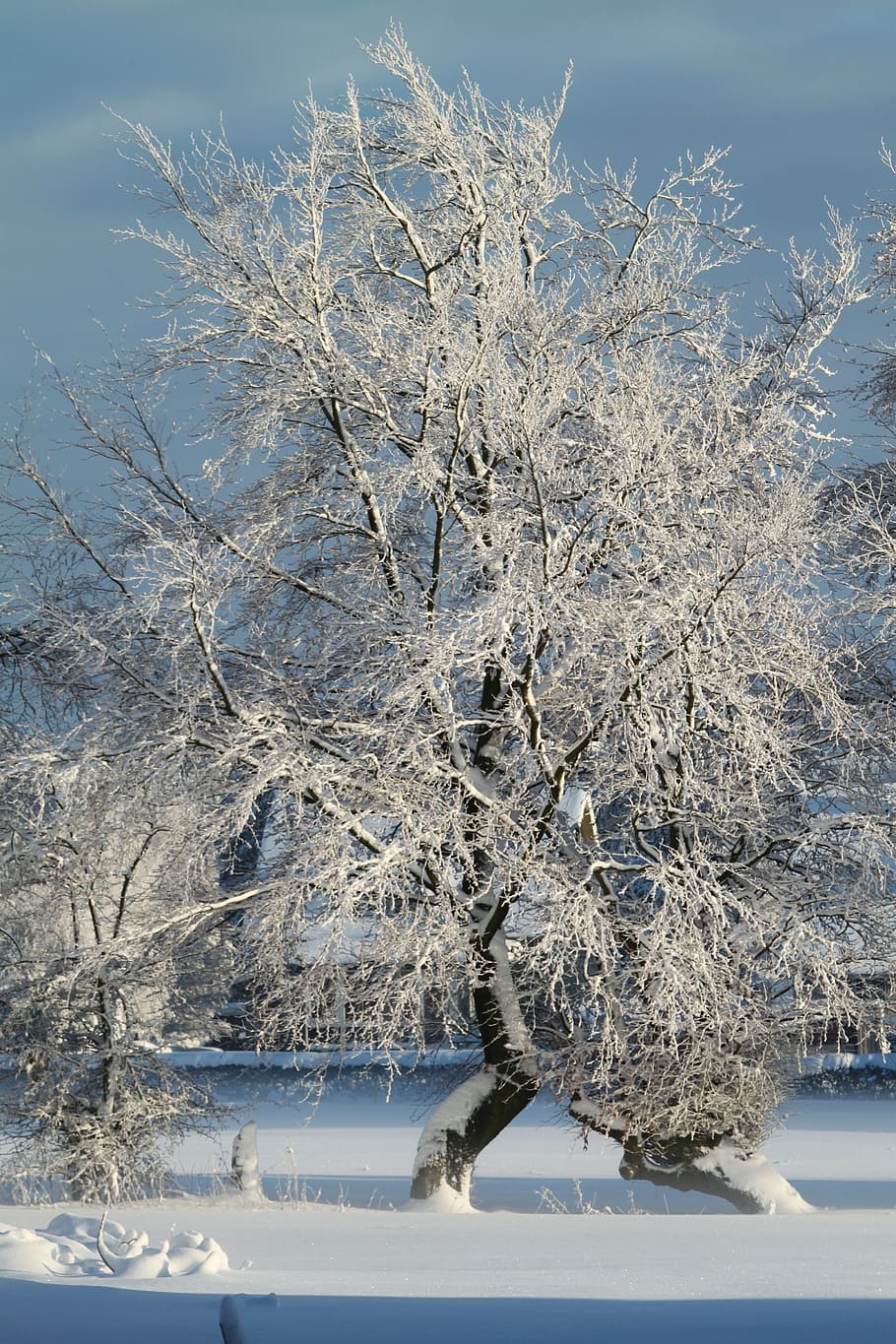 winter, snow, wintry, snowy, tree, winter dream, snow magic HD wallpaper