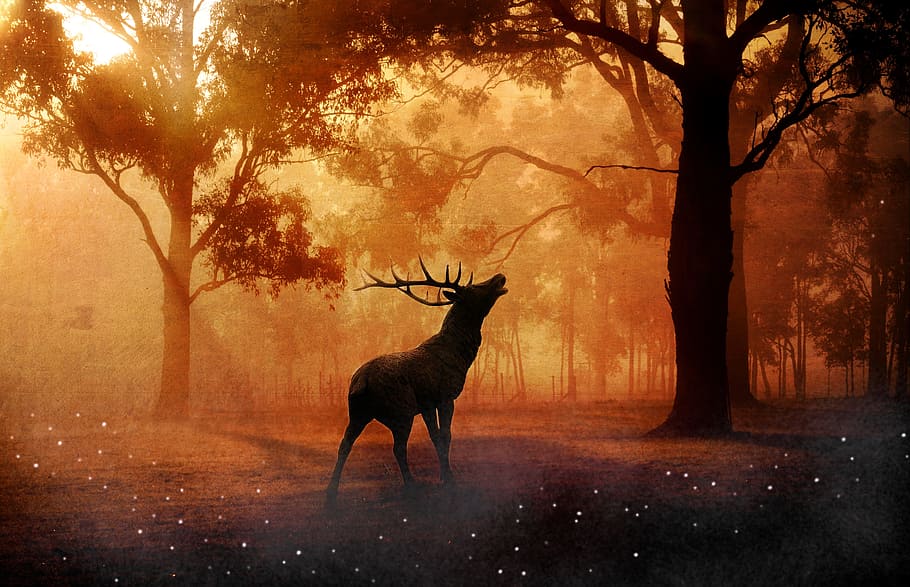 silhouette of deer in forest, hirsch, wild, meadow, lighting, HD wallpaper