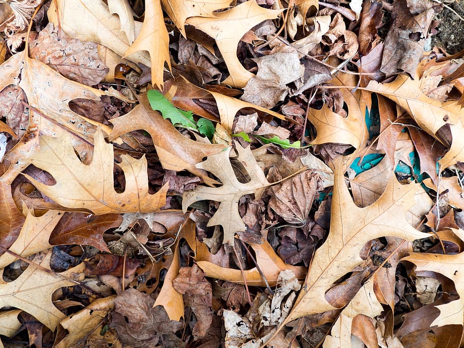 All the leaves are brown. Опавшие листья коричневые. Сухие листья фото. Фото коричневые листья.