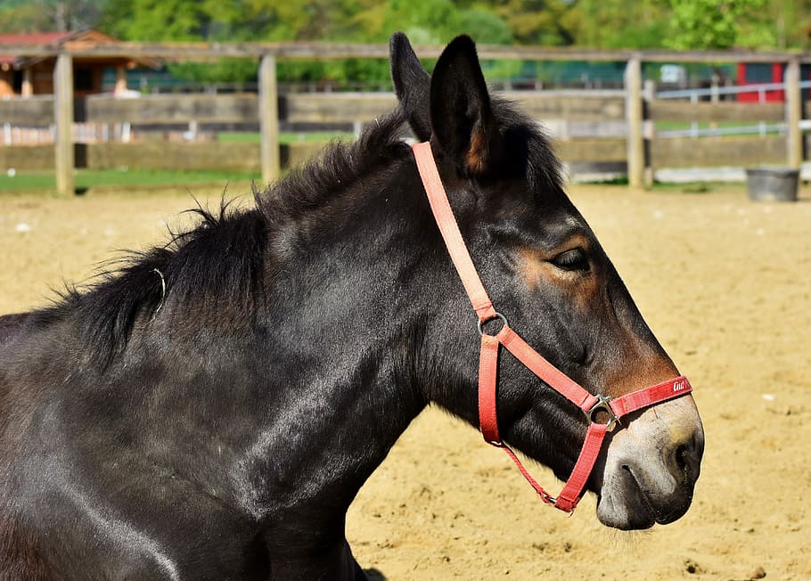 black horse standing on brown field, muli, donkey, mule, head HD wallpaper