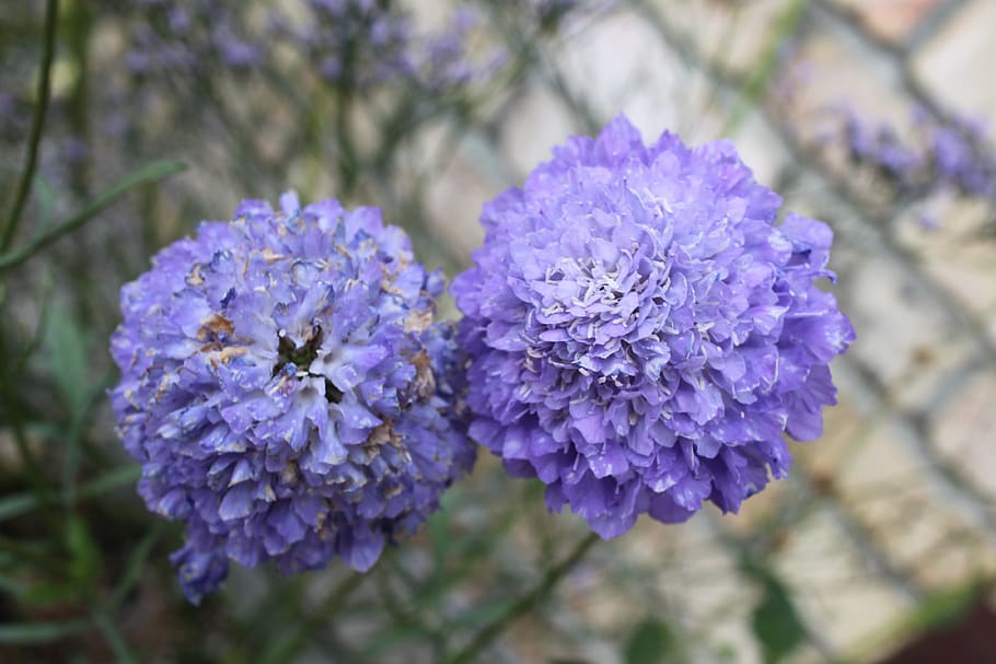 purple, flower, close-up, flowering plant, freshness, beauty in nature HD wallpaper