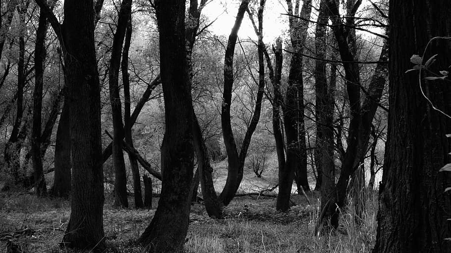 forest, trees, nature, black And White, outdoors, woodland HD wallpaper