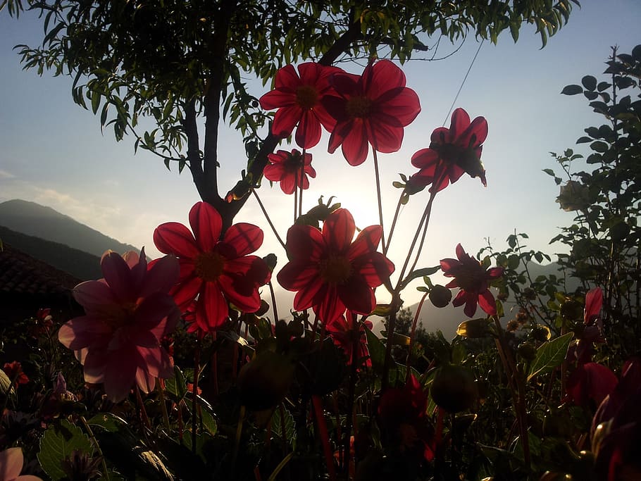 flowers, backlight, sunset, nature, plant, summer, flowering plant HD wallpaper