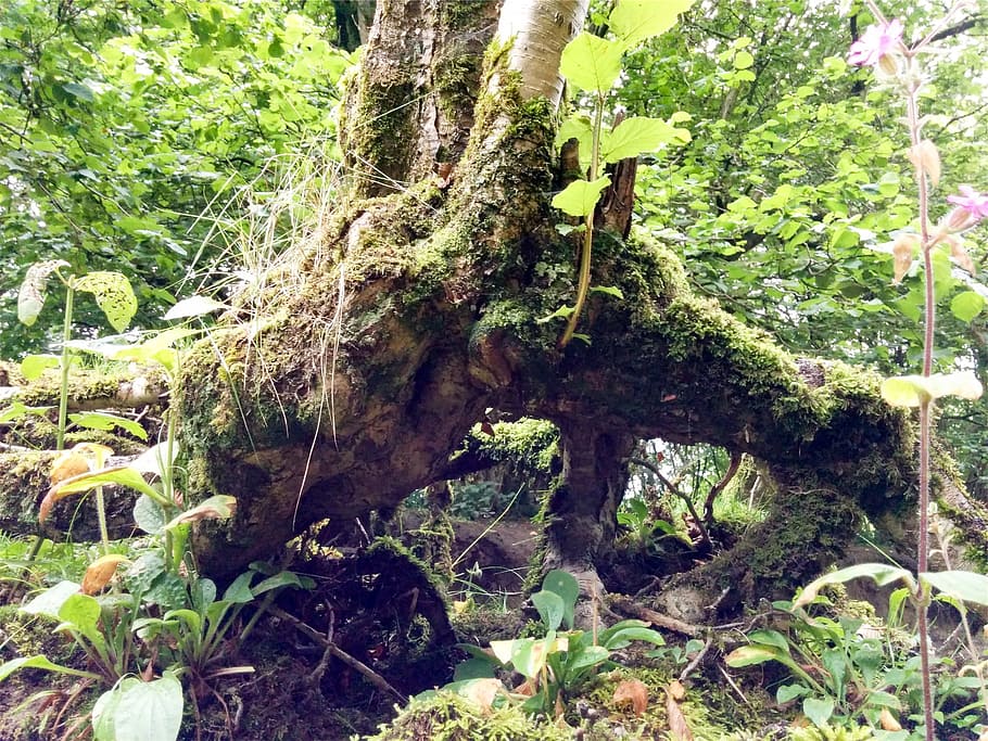 trees, stump, roots, leaves, forest, woods, plant, growth, nature HD wallpaper