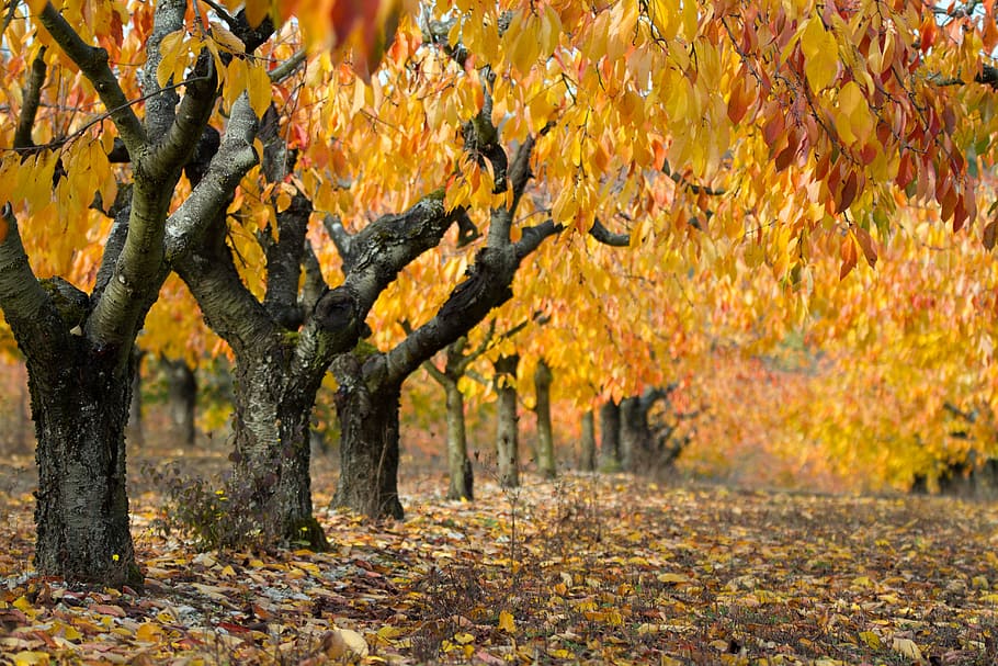 gray trees with yellow leaves during daytime, landscape, fall HD wallpaper