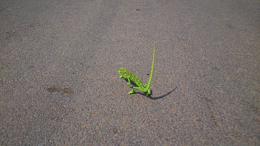 chameleon, reptile, lizard, green, lone, walking, slow, street HD wallpaper