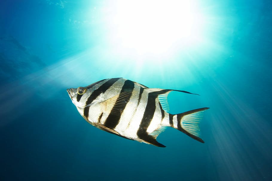 black and gray fish under water, grey and black striped fish at daytime HD wallpaper