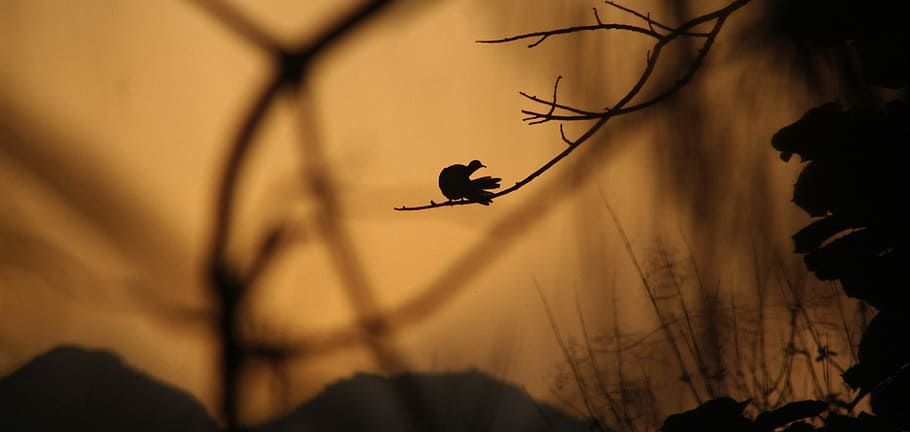 bird of tree branch illustration, silhouette, grass, plant HD wallpaper