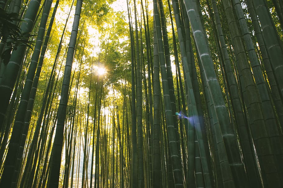 Bamboo forest, nature, tree, bamboo - Plant, leaf, green Color HD wallpaper