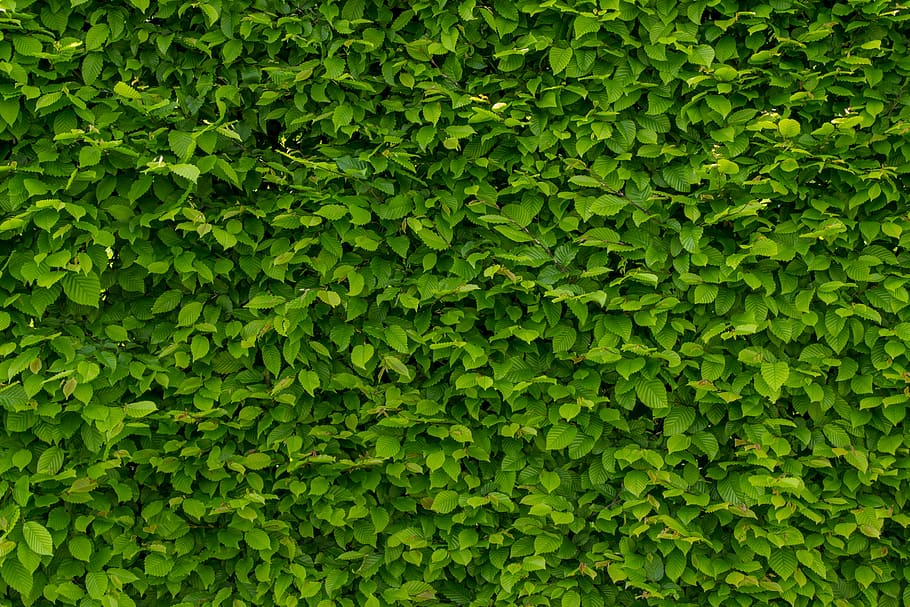 green leafed plant, intense green wallpaper with hornbeam, hedge, HD wallpaper