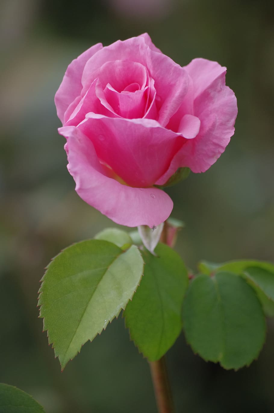 roses, flowers, garden, beauty in nature, plant, flowering plant HD wallpaper