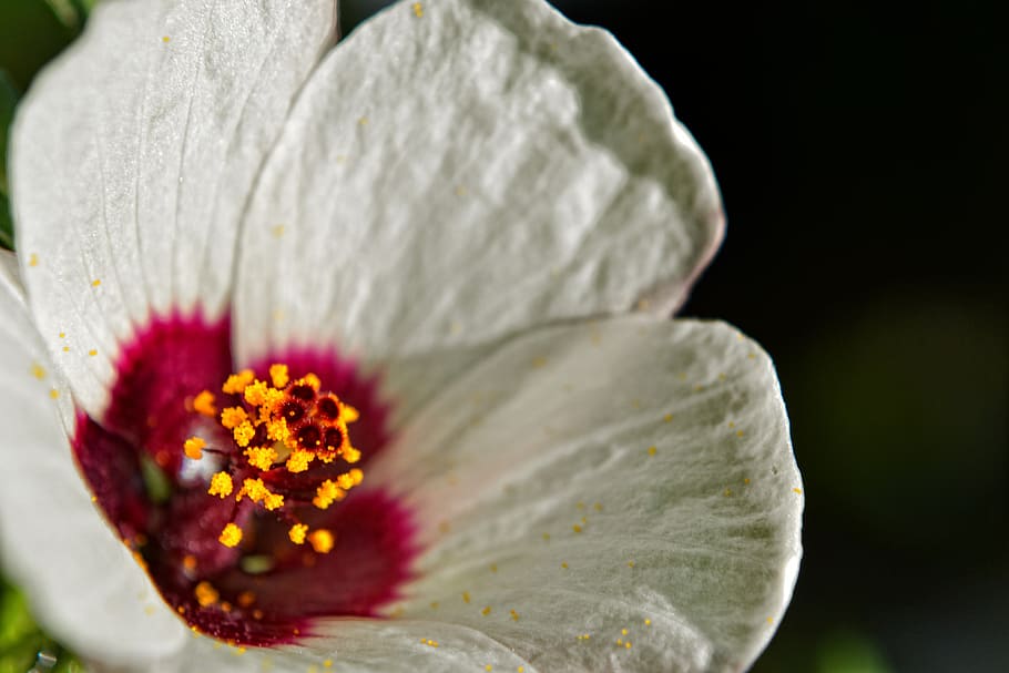 flower, white, timisoara, flowering plant, beauty in nature HD wallpaper