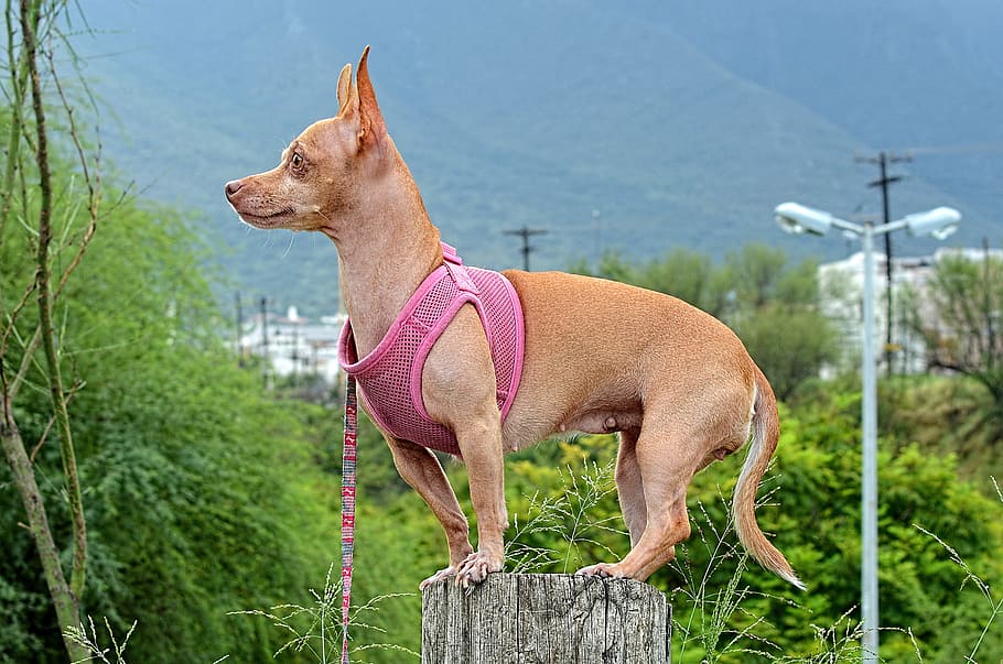 Chihuahua wearing shirt and standing on the pedestal, dog, animal