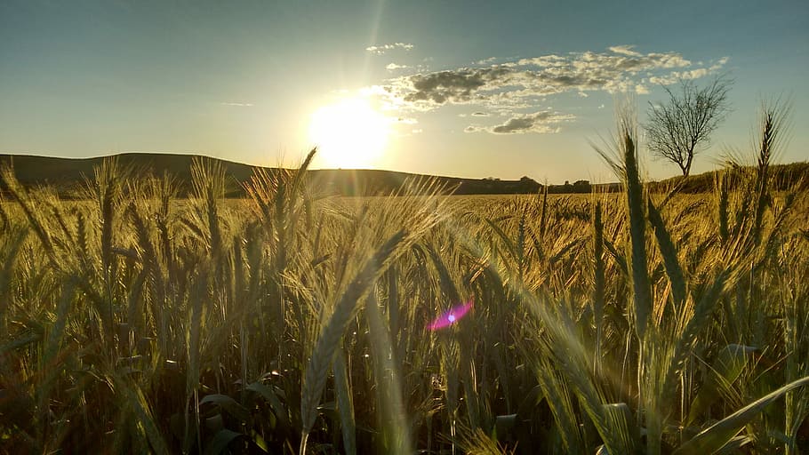 Wheat, Sunset, Spikes, Open Air, Nature, growth, field, crop HD wallpaper