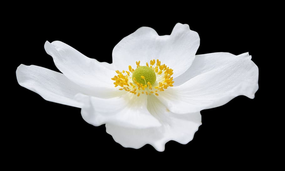 white rose anemone flower, nature, flora, cutout, black background HD wallpaper