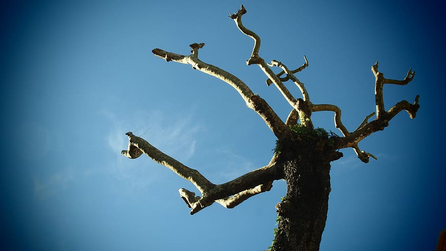 Wild brunches in sunny Winter, low angle photo of tree, dead HD wallpaper