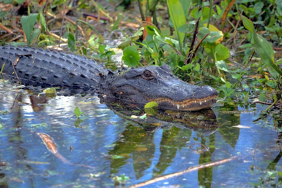 Alligator, Wildlife, Florida, reptile, animal, sharp teeth, HD wallpaper