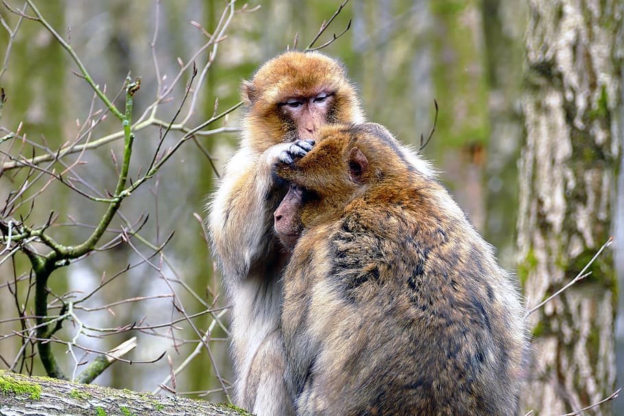 ape, monkey, animal, cute, mammal, wildlife, primate, zoo, nature HD wallpaper