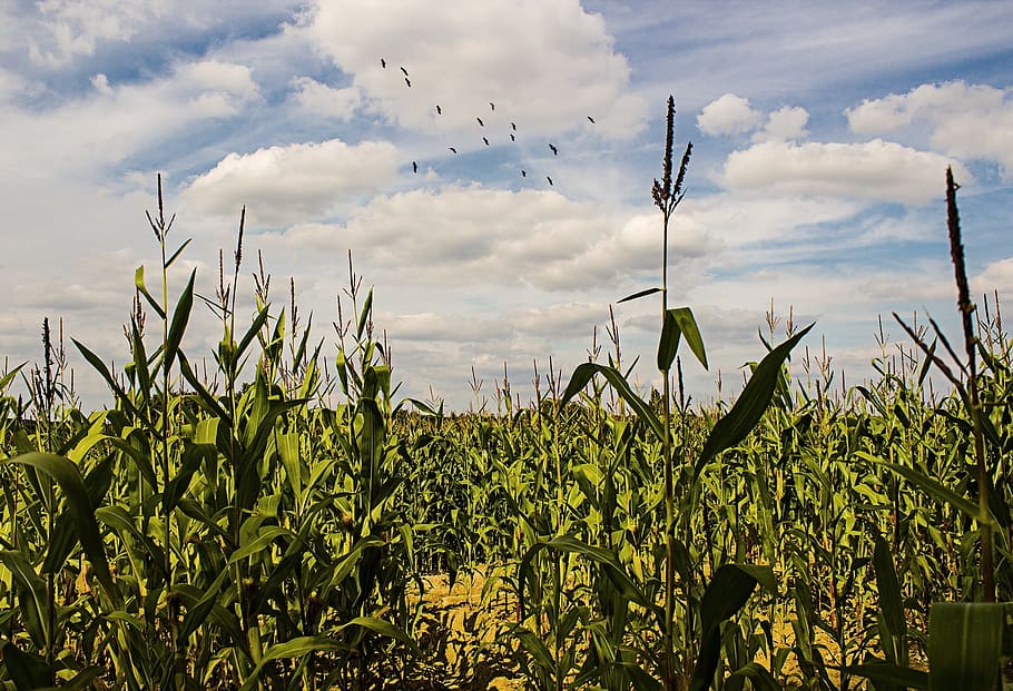 Cornfield, Landscape, summer, green, nature, cereals, grain HD wallpaper