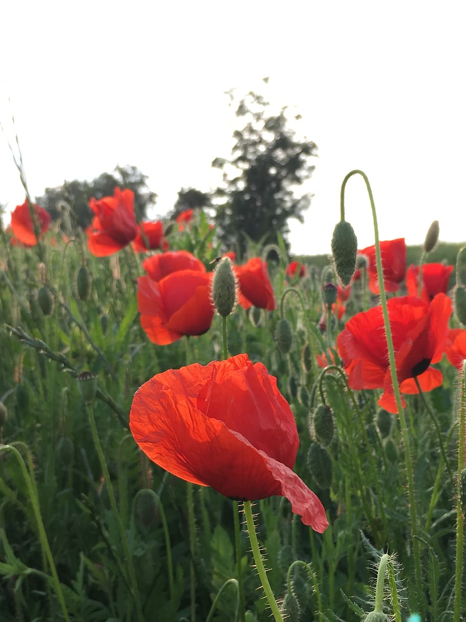 HD wallpaper: klatschmohn, red poppy, poppy flower, blossom, bloom, nature 