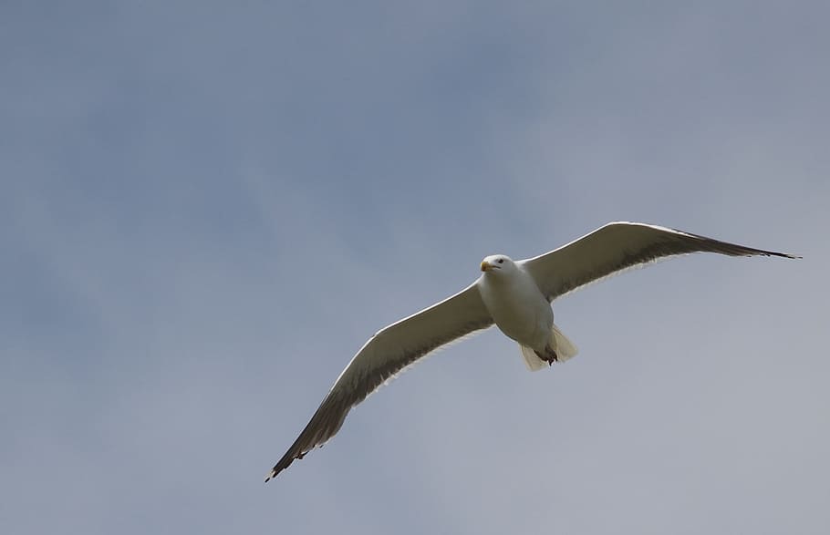 bird, sky, nature, flight, outdoors, flying, animal themes HD wallpaper