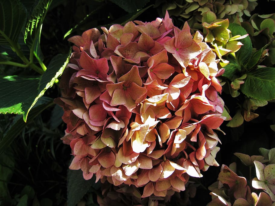 hydrangea, dusky pink, autumn, autumn flower, genus, ornamental shrubs, HD wallpaper