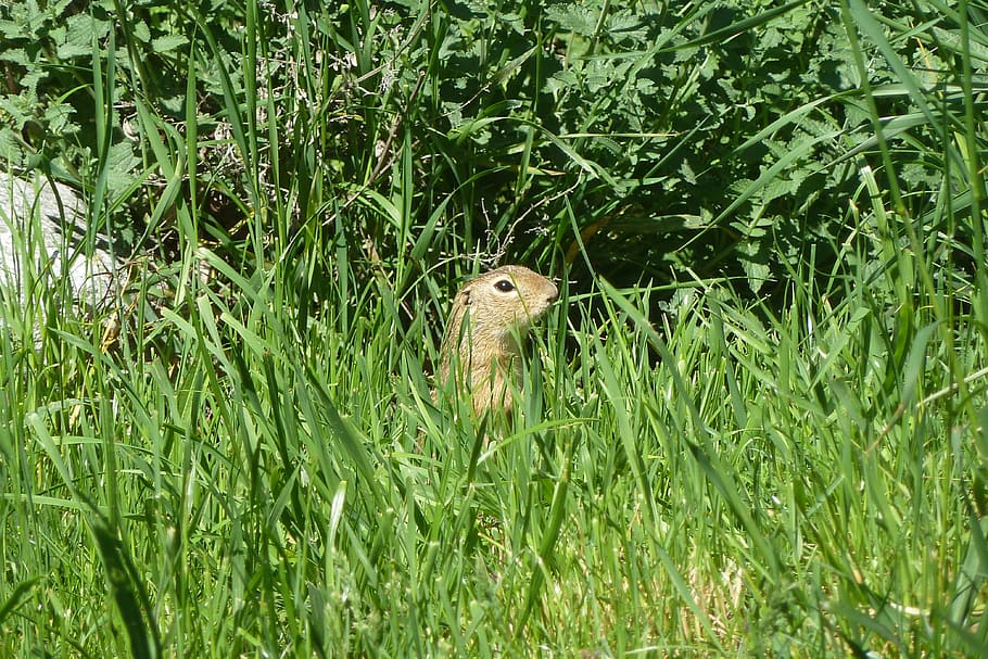 HD wallpaper: Ground Squirrel, european ground squirrel, spermophilus ...