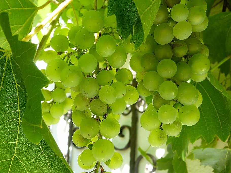 green grapes with green leaves, white, fruit, winegrowing, white grapes HD wallpaper