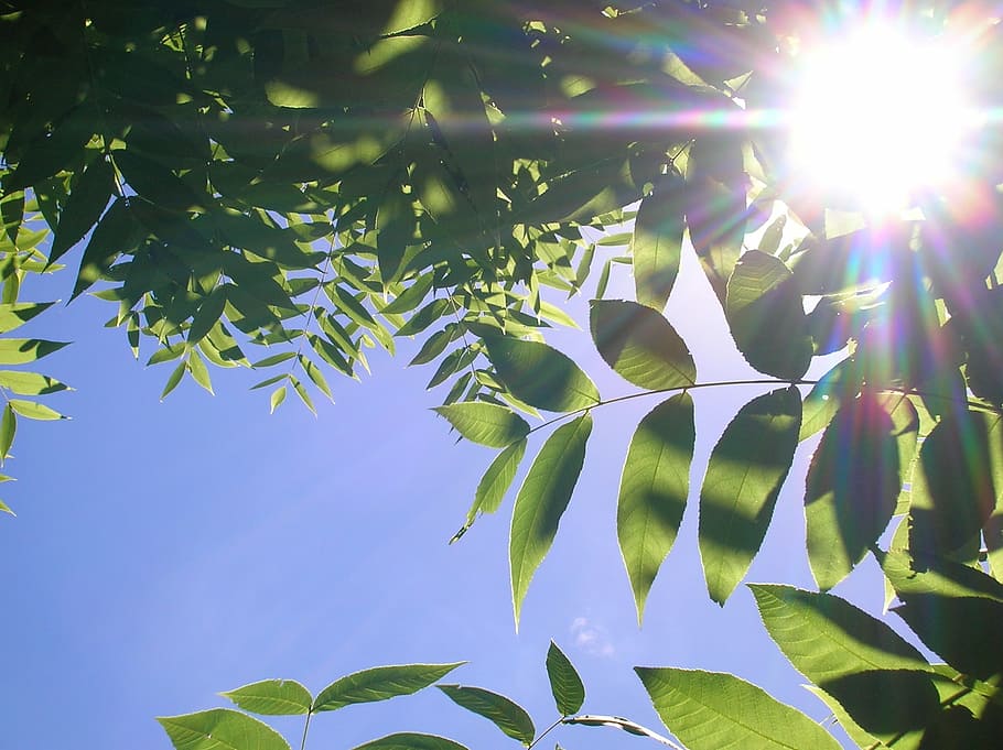 leaves, sunlight, sunbeams, leaf, plant part, sky, growth, beauty in nature HD wallpaper