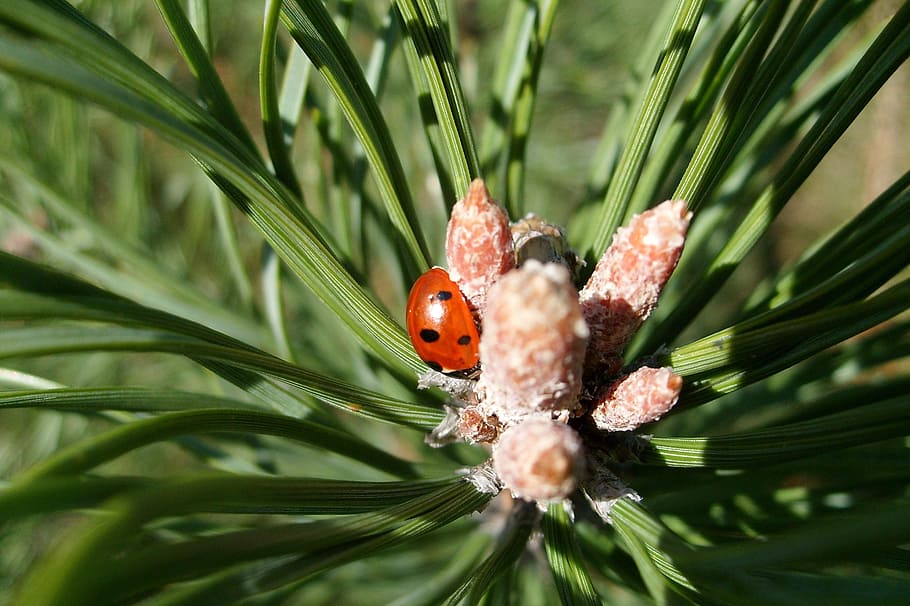 ladybug, pine, nature, insect, dots, conifer, animal themes HD wallpaper