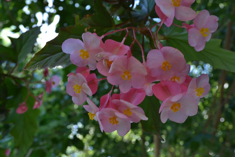 flower, pink, garden, plant, flowering plant, fragility, growth HD wallpaper