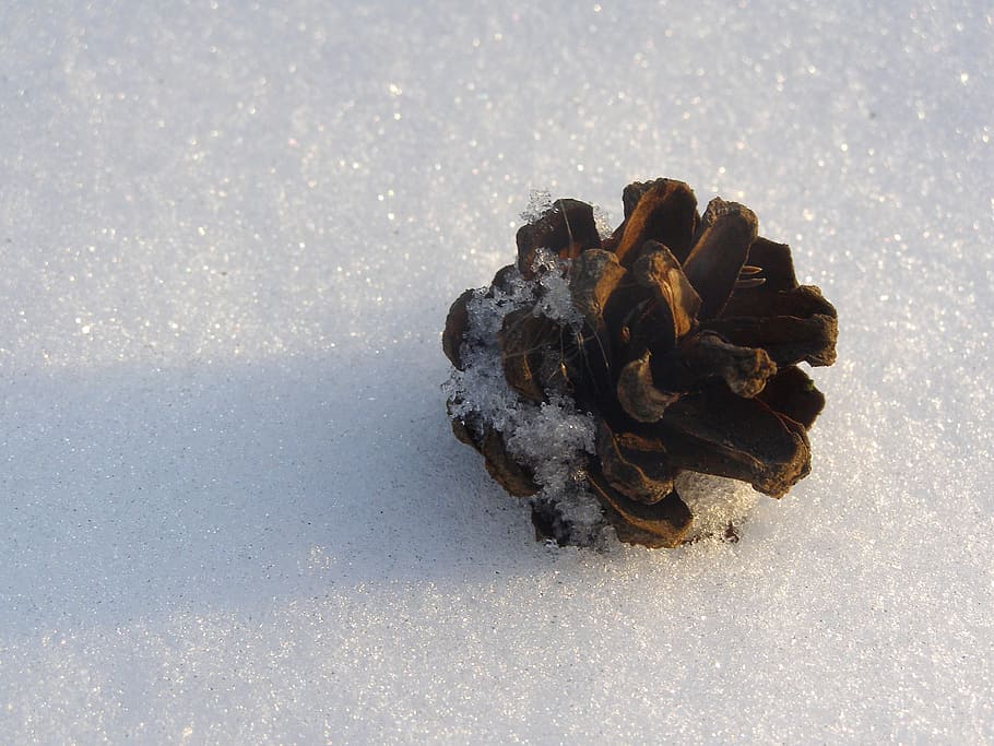 pine cone, forest, winter, nature, snow, the details of the HD wallpaper