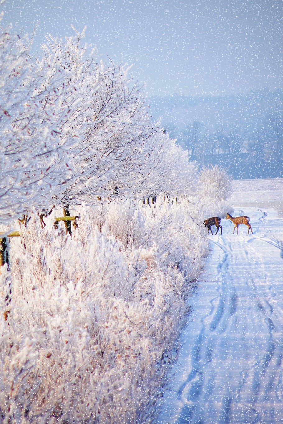 Winter, Impressions, Wintry, Snow, Cold, winter impressions HD wallpaper
