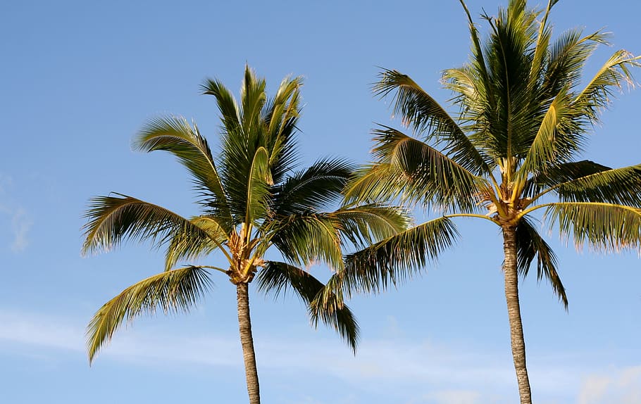 Palm, Tree, Palm Tree, Tropical, Summer, beach, travel, palm tree isolated HD wallpaper