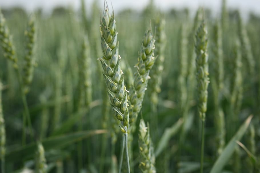 wheat, grain, crop, grain wheat, agriculture, field, countryside HD wallpaper