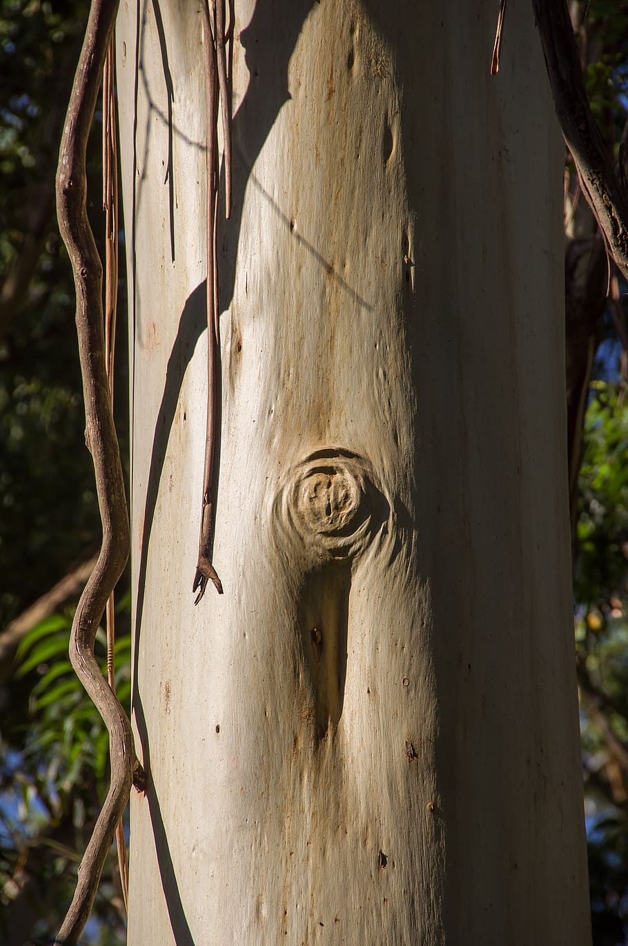 gum tree, trunk, peeling, smooth, silver, eucalypt, pattern HD wallpaper