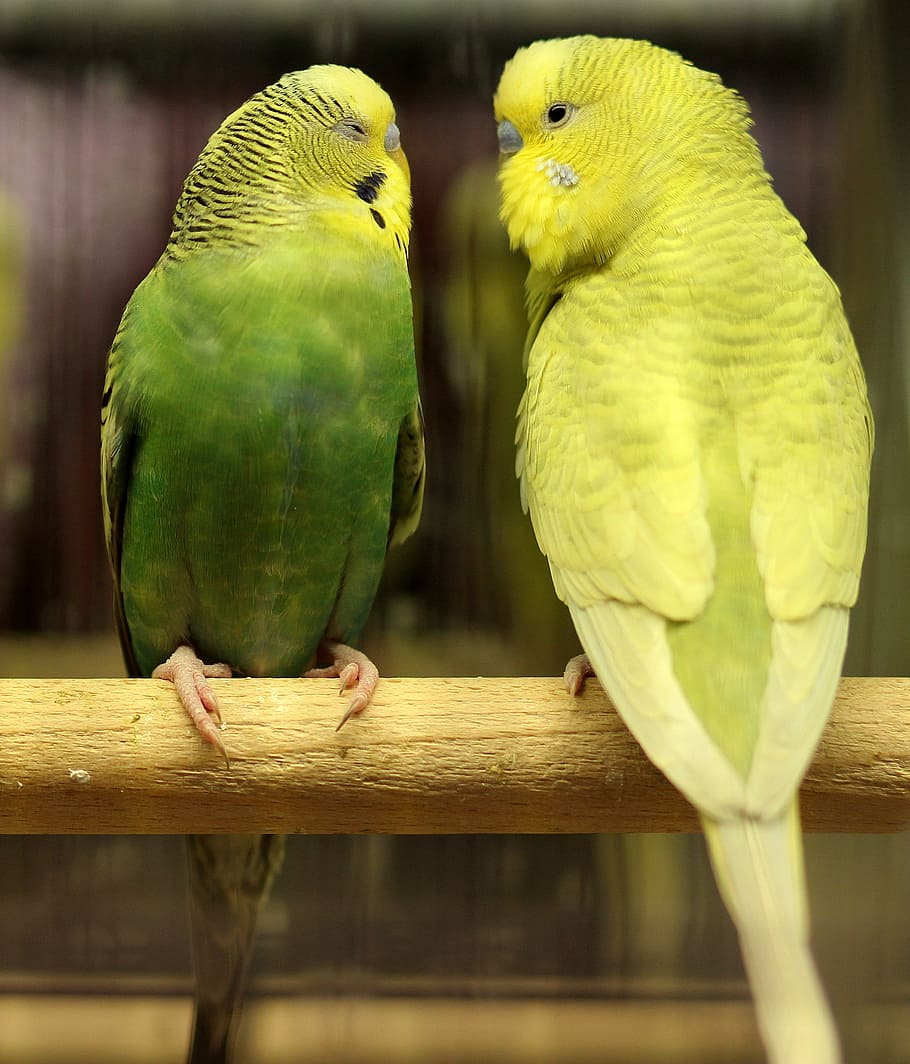 Parrots, Love, Green, Pair, Couple, bird, parakeet, animal themes HD wallpaper