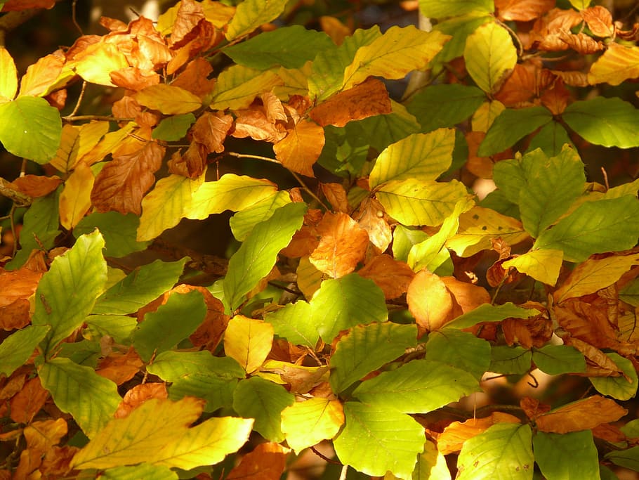 autumn, forest, tree, branch, leaves, leaf, colorful, autumn forest HD wallpaper