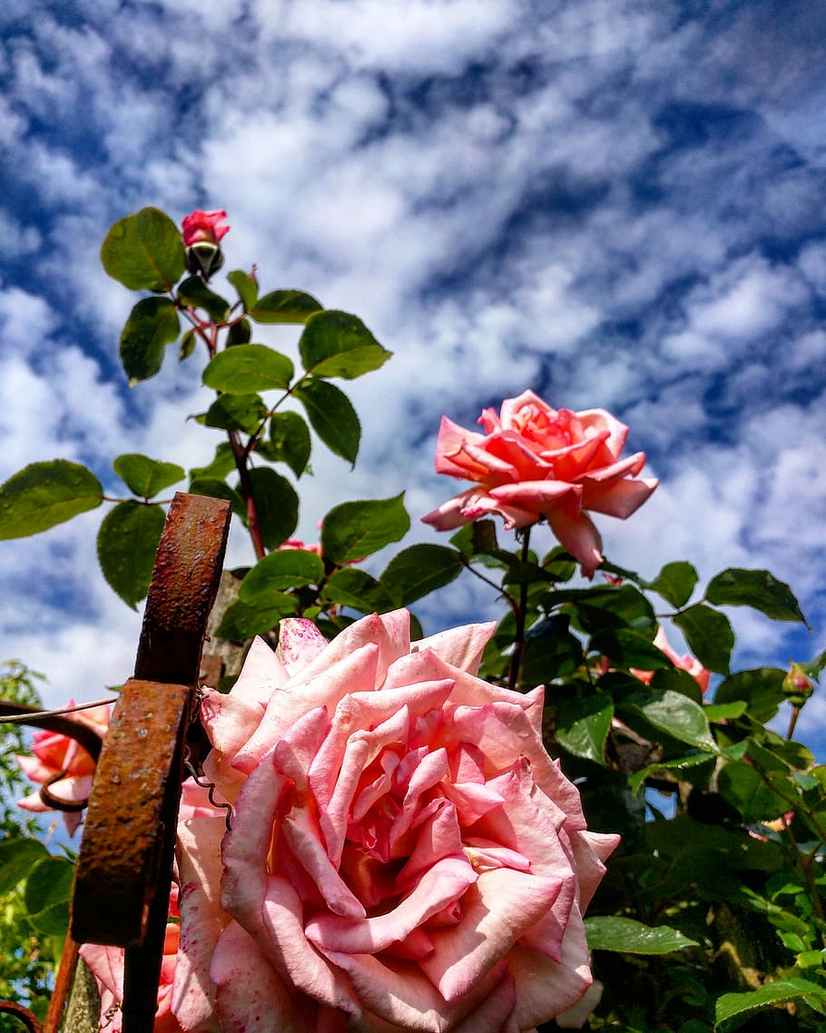 Roses, Pink, Garden, Flower, Petal, Love, romantic, valentine, HD wallpaper