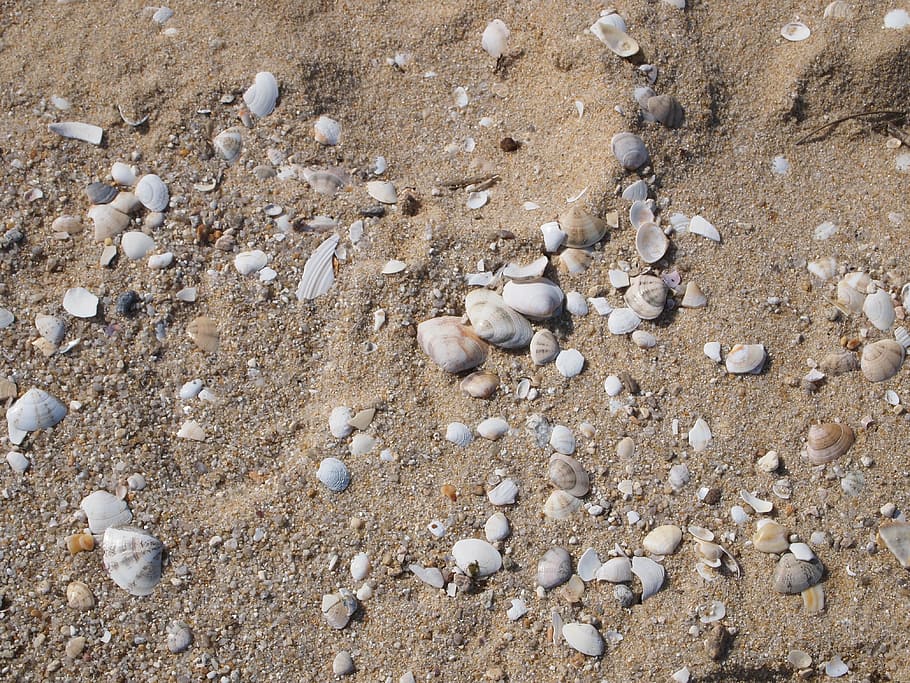 sandy, shells, break, land, beach, high angle view, day, animal wildlife HD wallpaper