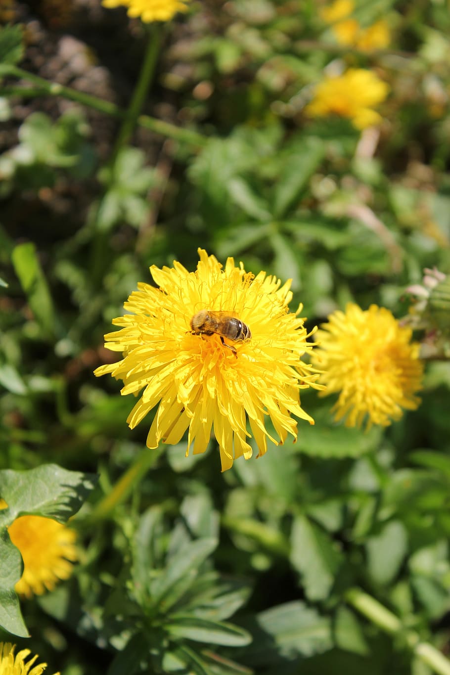 Dandelion, Flower, Bee, Close, Blossom, bloom, yellow, nature HD wallpaper