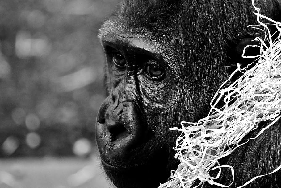 Gorilla, Monkey, Animal, Zoo, Furry, omnivore, wildlife photography HD wallpaper