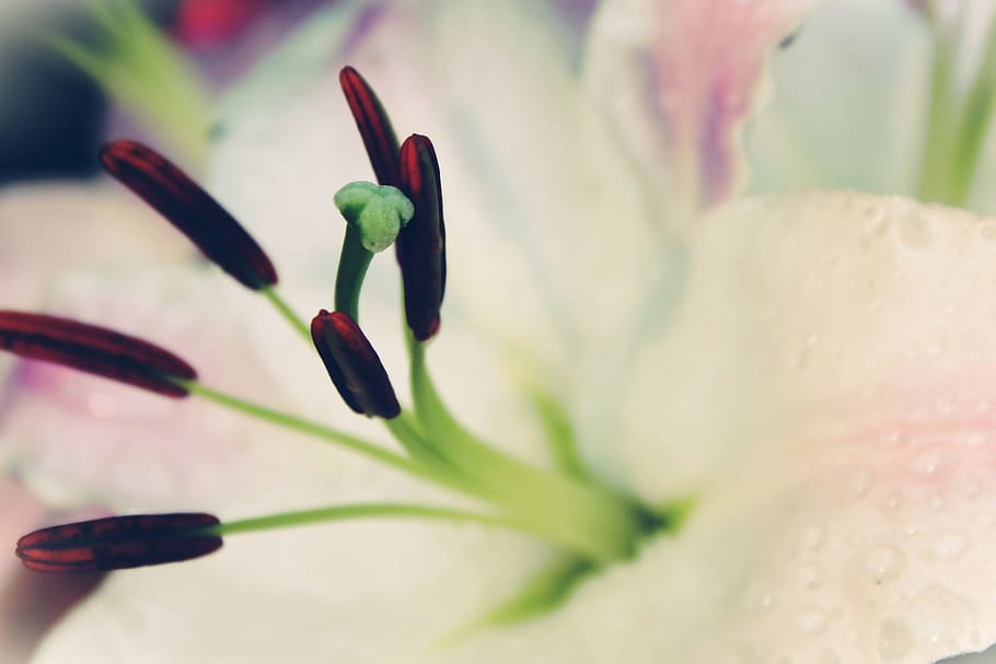 lily, white, blossom, bloom, flower, blossomed, spring, open HD wallpaper