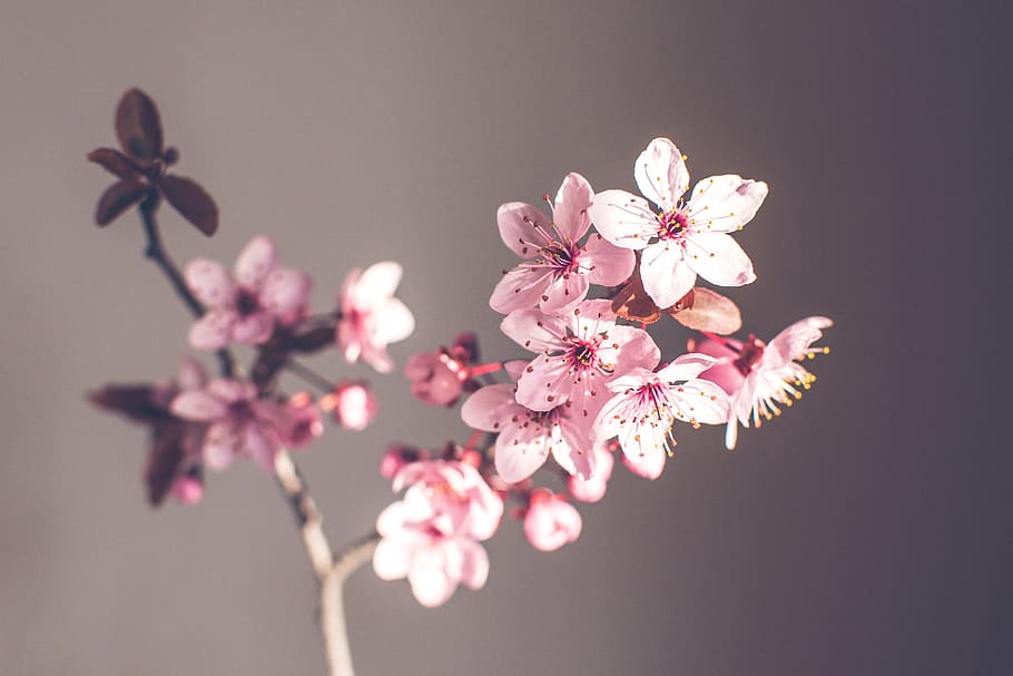 pink 5-petaled flower, spring flowers, purple, purple spring flower, HD wallpaper